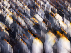 King penguin in the Falkland Islands.