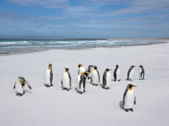 King penguin in the Falkland Islands.