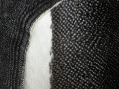 King penguin feathers in the Falkland Islands.