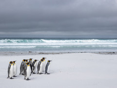 King penguin in the Falkland Islands.