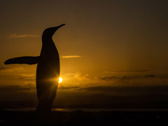 King penguin silhouette in the Falkland Islands.