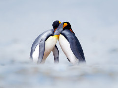 King penguin in the Falkland Islands