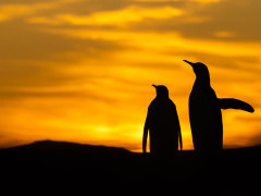 King penguin in the Falkland Islands.