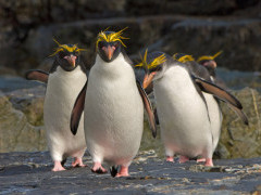 Macaroni penguin in the Falkland Islands