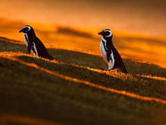 Magellan penguin in the Falkland Islands