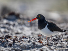 Magellanic oystercatcher in the Falkland Islands.
