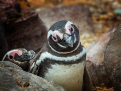 Magellanic penguin in the Falkland Islands