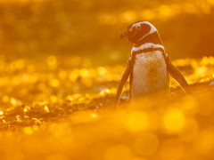 Magellanic penguin in the Falkland Islands.