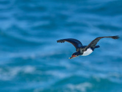 Rock shag in the Falkland Islands