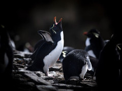 Rockhopper penguin in the Falkland Islands.