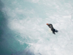 Rockhopper penguin in the Falkland Islands.
