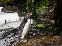 Rockhopper penguin in the Falkland Islands.
