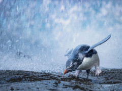 Rockhopper penguin in the Falkland Islands.