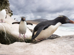 Rockhopper penguin in the Falkland Islands.