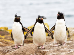 Rockhopper penguin in the Falkland Islands