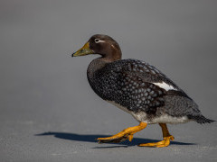 Flying steamer duck in the Falkland Islands.