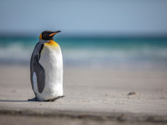 King penguin in the Falkland Islands.
