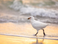 Snowy sheathbill in the Falkland Islands.