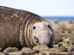 Southern elephant seal in the Falkland Islands