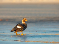 Steamer duck in the Falkland Islands.