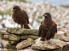 Striated caracara in the Falkland Islands.