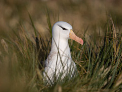 Black-browed albatross in the Falkland Islands.