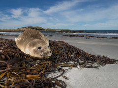 Southern elephant seal in the Falkland Islands