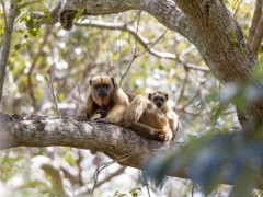 Female black howler monkey with young