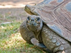 Galapagos giant tortoise