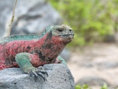 Marine iguana in Española, the Galapagos