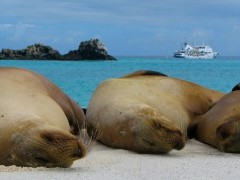 Galapagos sea lion