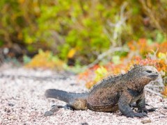 Marine iguana in the Galapagos