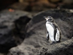 Galapagos penguin