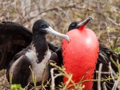 Magnificent frigatebird in the Galapagos