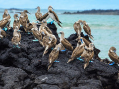 Blue-footed boobies in the Galapagos