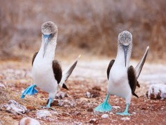 Blue-footed boobies performing mating dance in the Galapagos