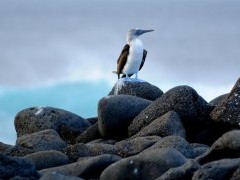 Blue-footed booby in the Galapagos