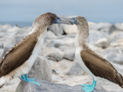 Blue-footed booby in the Galapagos