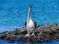 Brown pelican in the Galapagos Islands