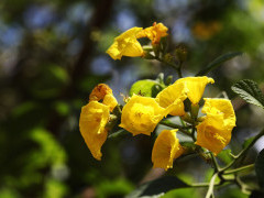 Cordia lutea flower in the Galapagos