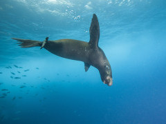 Galapagos sea lion in the Galapagos Islands