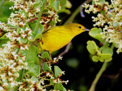Darwin's finch in the Galapagos