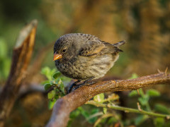Darwin's finch in the Galapagos