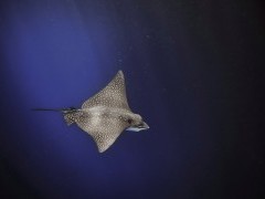 Spotted eagle ray in the Galapagos