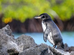 Galapagos penguin in Elizabeth Bay, Isabela island, the Galapagos