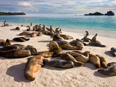 Galapagos sea lions in the Galapagos Islands