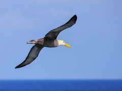Waved albatross in the Galapagos