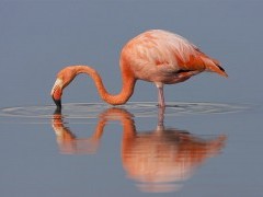 Galapagos flamingo