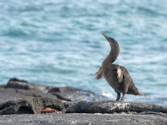 Flightless cormorant in the Galapagos
