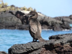 Flightless cormorant in the Galapagos